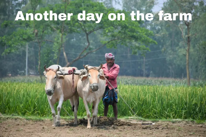 another day on the farm 