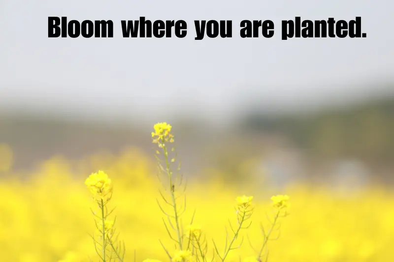 bloom where you are planted.