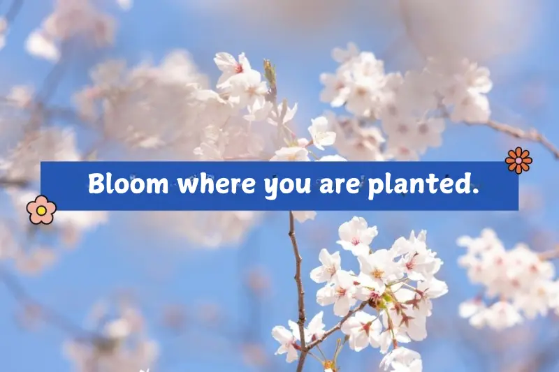 bloom where you are planted.