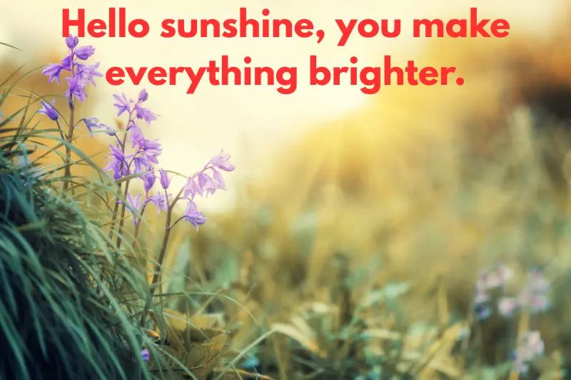 hello sunshine, you make everything brighter.