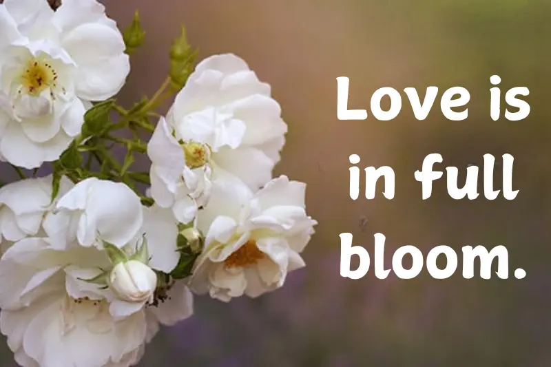 love is in full bloom.