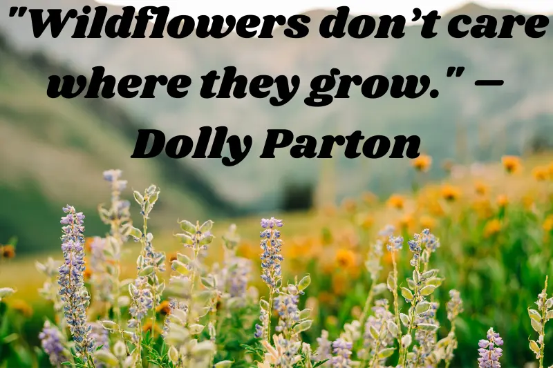 wildflowers don’t care where they grow. – dolly parton